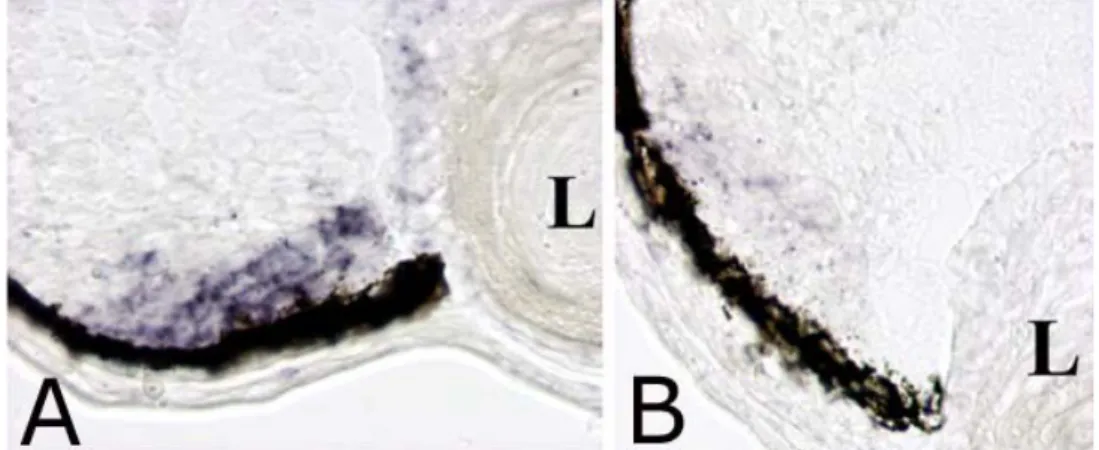 Figura 4: Ibridazione in situ con il marcatore ciclina D1 su sezione orizzontali di embrioni di Xenopus a stadio 