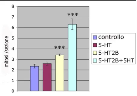 Figura 7: Analisi statistica delle cellule immunoreattive per il fosfoistone H3 in sezioni orizzontali di retine di 
