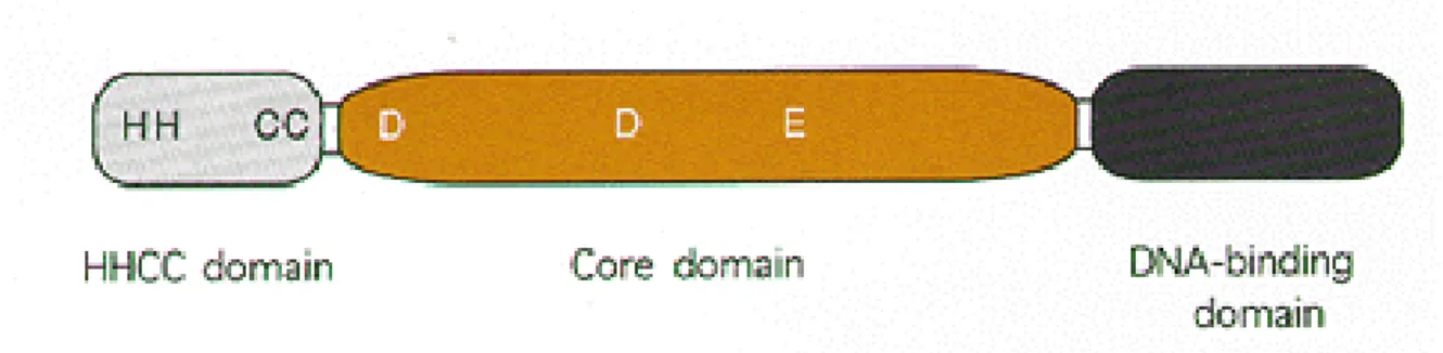 Figura 1.2 Struttura dell’integrasi di HIV-1