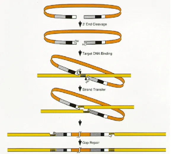 Figura 1.3 Meccanismo di integrazione: l’integrasi catalizza una reazione endonucleasica a carico del dinucleotide GT posto alle estremità 3’ del DNA virale