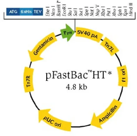 Figura 3.1 Struttura del plasmide pFastBac: la regione compresa tra i siti Tn7L e  Tn7R è quella in grado di trasporre