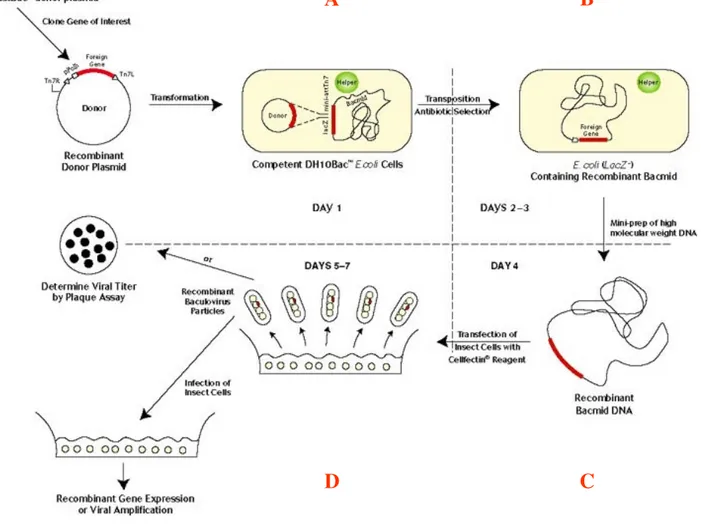 Figura 3.2 Schema rappresentativo dei principali passaggi sperimentali seguiti  per la produzione di proteine ricombinanti con il Baculovirus Expression Vector System