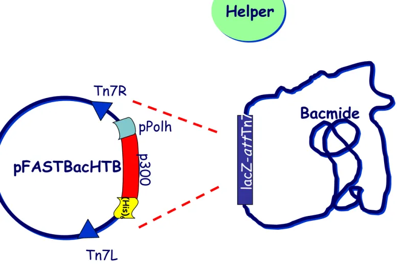 Figura 3.3 Reazione di trasposizione: La regione del plasmide pFASTBac compresa  tra i siti Tn7L e Tn7R traspone nel sito mini-attTn7 del bacmide distruggendo così il  gene LacZ