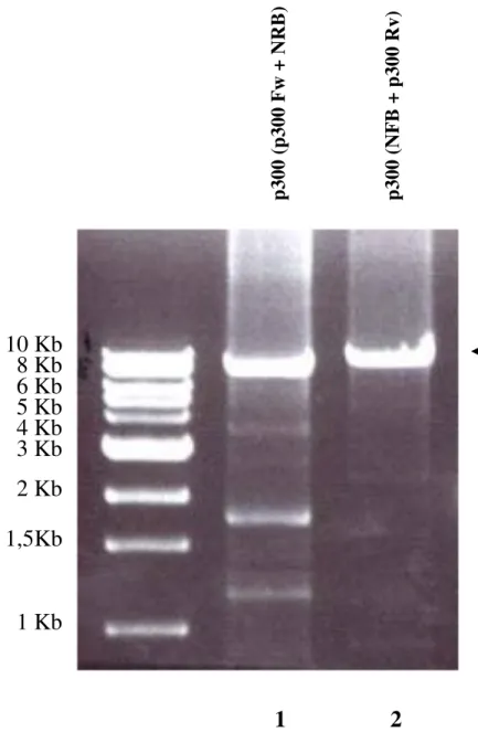Figura 3.4 Analisi tramite PCR del bacmide ricombinante: In corsia 1 è presente il  prodotto della reazione di PCR eseguita utilizzando il primer NFB e il reverse