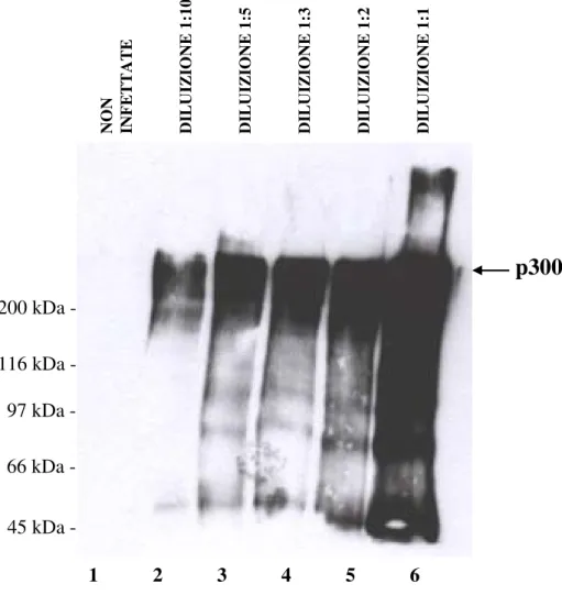 Figura 3.5 Espressione di p300 ricombinante in cellule Sf9 infettate con diverse concentrazioni di preparato virale: le cellule infettate con diluizioni virali diverse sono state analizzate mediante Western Blotting utilizzando un anticorpo che riconosce p