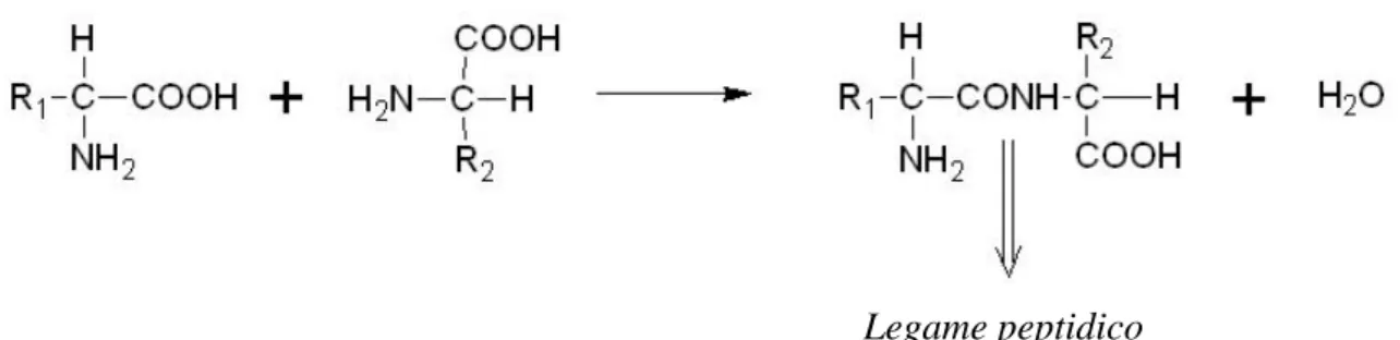 Figura 1-3: formazione di un legame peptidico fra due amminoacidi [3] 