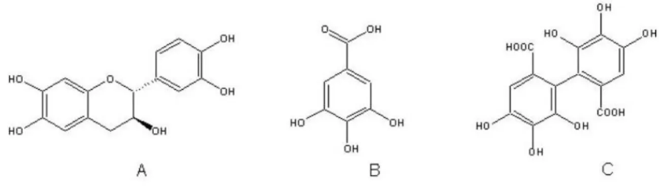 Figura 2-5: A) struttura della catechina, B) molecola dell'acido gallico, C) molecola dell'acido ellagico 