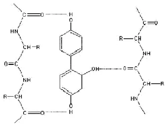 Figura 2-6: formazione dei legami trasversali attraverso legami idrogeno 
