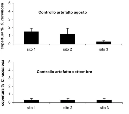 Fig. 3.1; 3.2 Copertura percentuale media di C. racemosa nelle aree di controllo artefatto (sito 1, 2, 3), ad agosto e settembre 