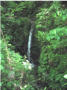 Figura 4.2: piccola cascata, visibile lungo il  corso del Canale Accoli. 