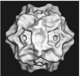 Fig. 1 Immagine ricostruita elettronicamente di un parvovirus.  