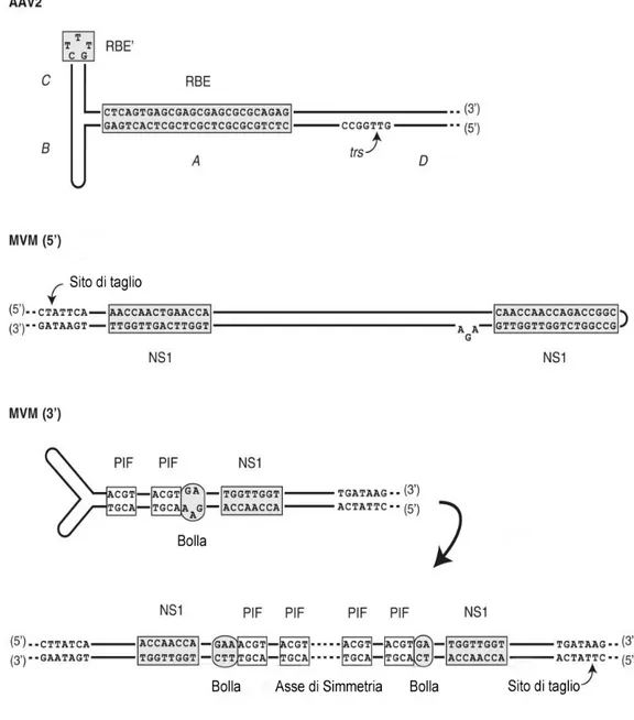Fig. 2 Rappresentazione delle estremità ripiegate a forcina a “T” per             un virus adeno associato e a “Y” per il parvovirus del topo