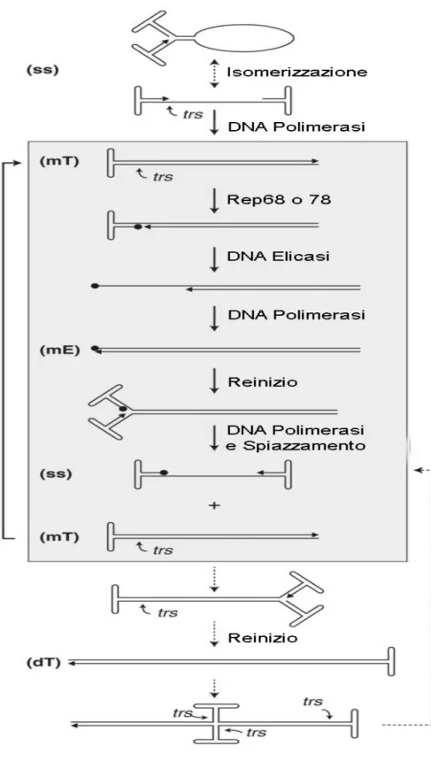 Fig. 5 Meccanismo di replicazione negli AAV. 