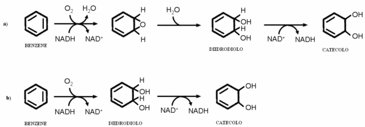 Fig  3.  Attivazione  dell’anello  aromatico  tramite  monossigenasi  (a)  e  diossigenasi  (b)  con  la 