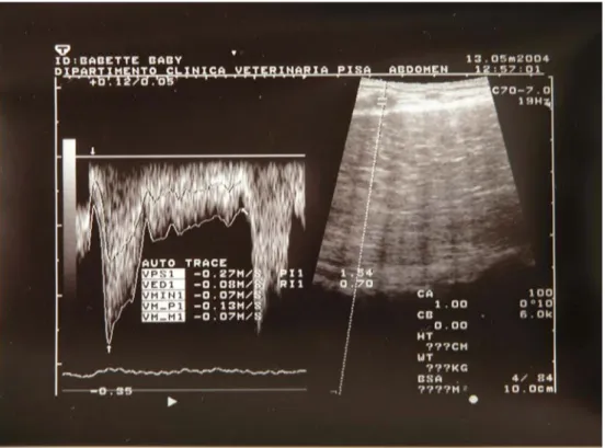 Foto 4.4: esempio di doppler pulsato dell’arteria uterina di cavalla. 