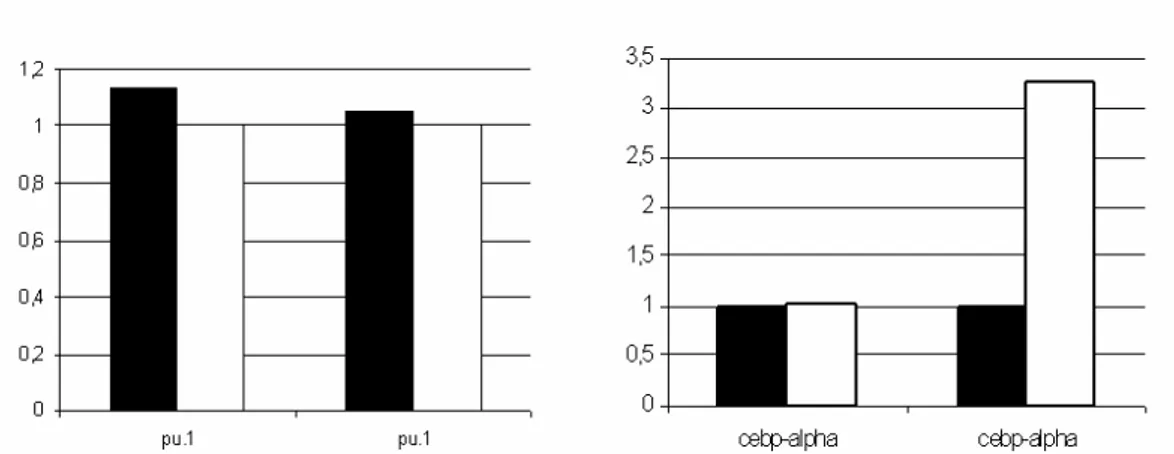 Figura 4.7 Analisi densitometrica delle bande ottenute in Figura 4.6.  Wild type (nero) e Otx1 -/-  (bianco), (programma Scion Image)