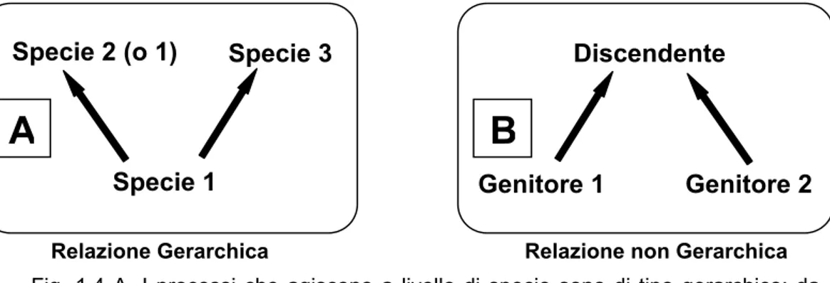 Fig. 1.4 A. I processi che agiscono a livello di specie sono di tipo gerarchico: da una specie ancestrale originano due specie discendenti