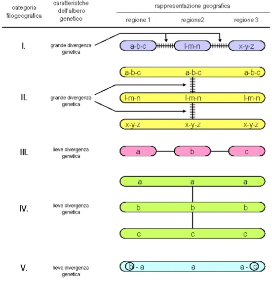 Fig. 1.5. Categorie filogeografiche proposte da Avise et al. (2000). Le forme comprendono particolari aplotipi mitocondriali (contraddistinti da lettere) o gruppi di aplotipi affini le cui distribuzioni geografiche sono evidenziate