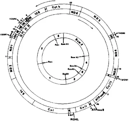 Fig. 1.6.  Organizzazione generale del genoma mitocondriale di P. lividus. Il cerchio più interno mostra i siti di restrizione per BamHI,  EcoRI, e PstI