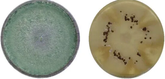 Fig. 2.1 – Piastre Petri contenenti un isolato di T. harzianum (a sinistra) ed un isolato di R