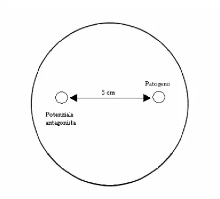 Fig. 2.4 - Dischetti di micelio (ø 8 mm) dell’antagonista e del patogeno, prelevati dal bordo di  colonie in attivo accrescimento su PDA, posizionati ai lati opposti (5 cm di distanza) di una piastra  Petri, contenente PDA o WA 