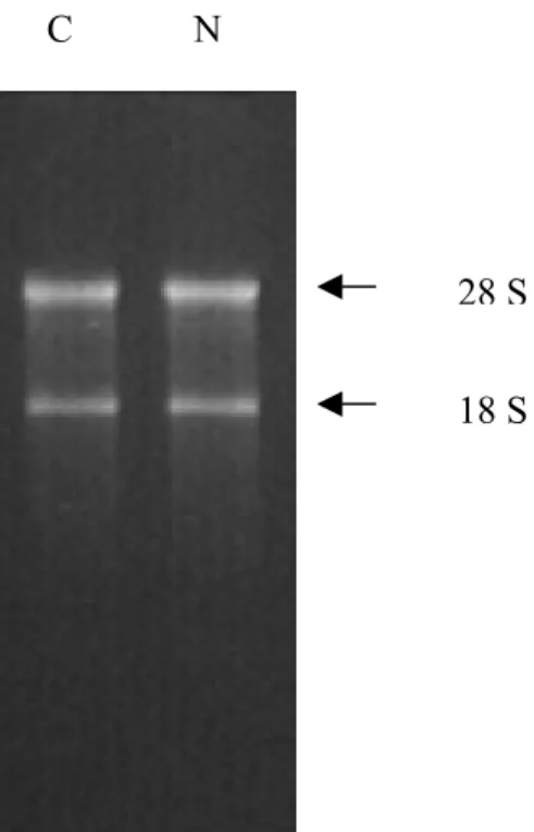 Fig. 8 : Analisi elettroforetica  