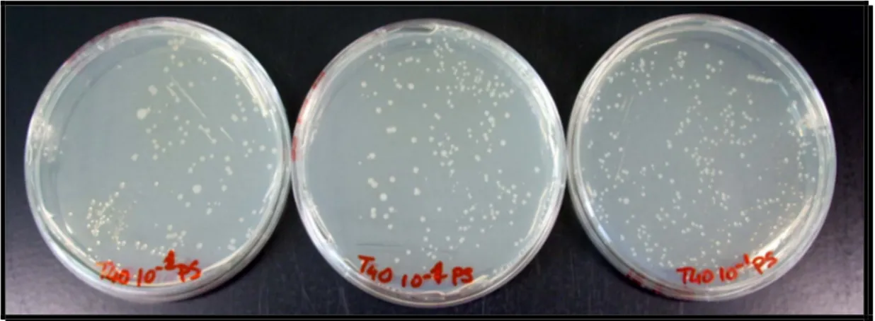 Figura  12:  Esempio  di  analisi  in  triplo  di  Pseudomonas  del  campione  T40  alla concentrazione di 10 -1  prima della conta.