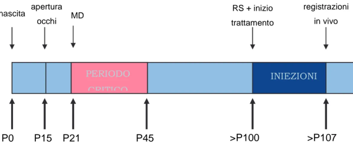 Fig. 4: Protocollo di trattamento dei ratti usati per le registrazioni elettrofisiologiche in vivo 