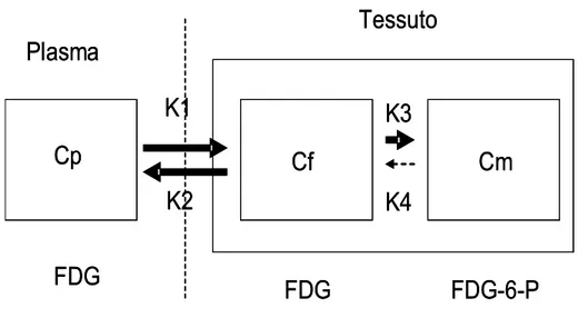 Figura 1. Schema del modello di intrappolamento del FDG.