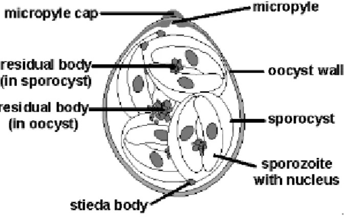 Figura 9. Morfologia di una tipica oocisti (Eimeria spp.).  