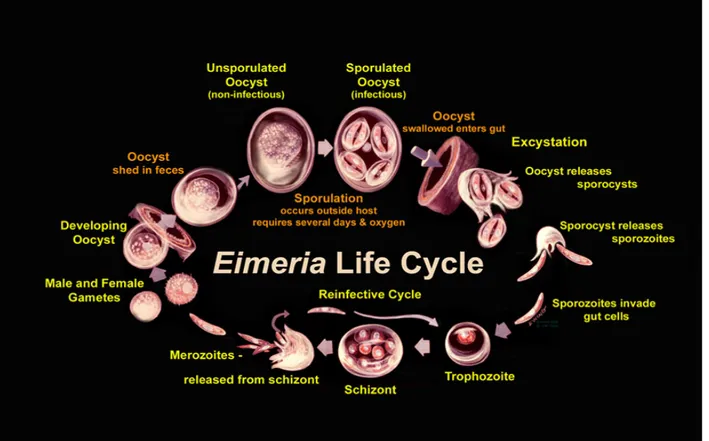 Figura 8: Ciclo biologico di Eimeria. 