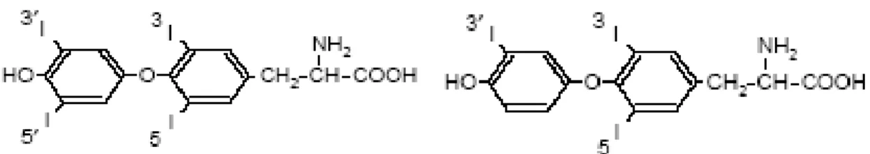 Figura 5. Tiroxina (T 4 )                                              Figura 6.  3,5,3’-triiodotironina (T 3 ) 