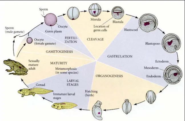 Figura 9. Ciclo vitale di un Anfibio.