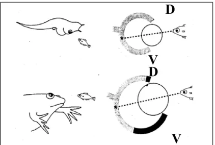 Figura 10.  Spostamento degli occhi in posizione dorsofrontale alla metamorfosi e 