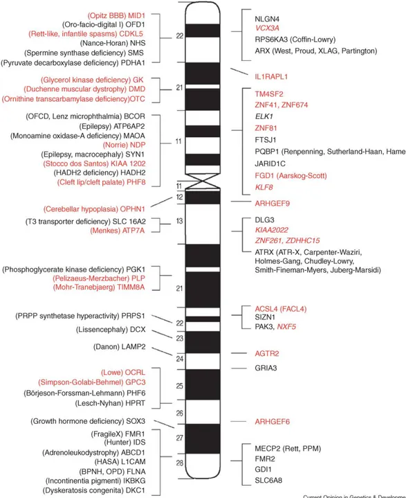 Figura 1.1: Disegno schematico del cromosoma X. I geni e le sindromi as- as-sociate responsabili del XLMR sindromico sono riportati a sx, i geni  coin-volti nell’XLMR non sindromico a dx