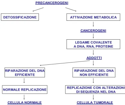 Figura 5: Modello di processo cancerogenetico 