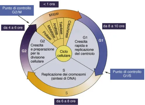 Figura 6: schema del ciclo cellulare  