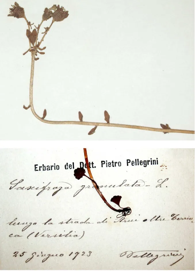 Fig. 17  ●   Campione di Saxifraga granulata L. dell’Erbario P ELLEGRINI  (particolari)