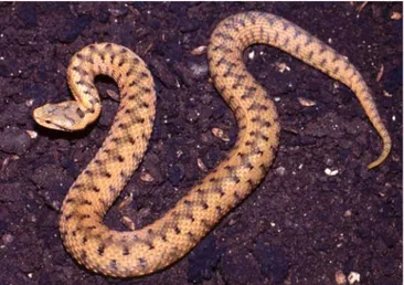 Fig. 03- Vipera aspis  aspis (foto Marco A.  L. Zuffi). 