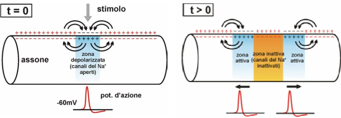 Figura 1.10: Meccanismo di propagazione della depolarizzazione 