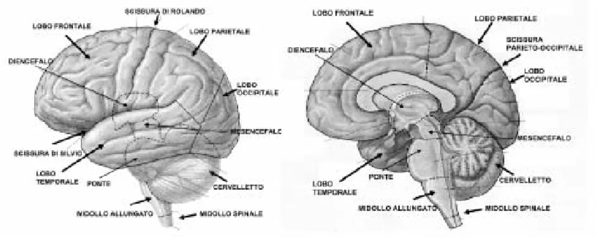 Figura 1.3: Corteccia cerebrale e sistema nervoso centrale 
