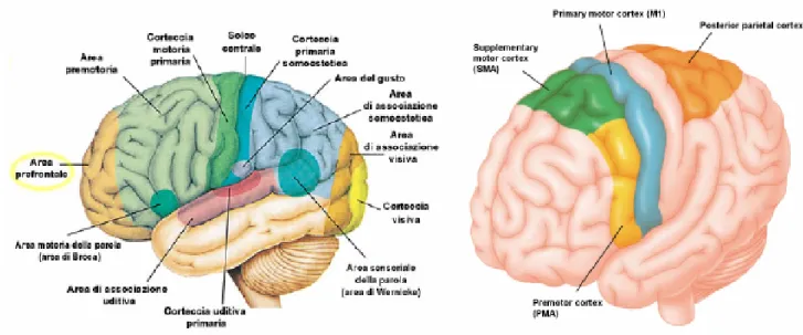 Figura 1.6:  Aree corticali  