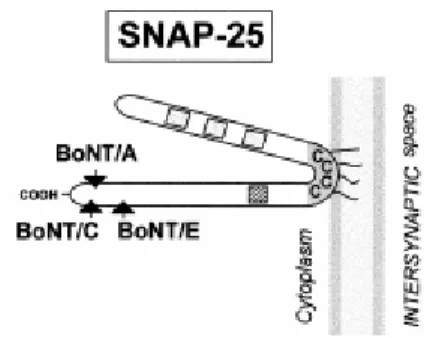 Fig. 7: Struttura schematica della SNAP-25. La freccie indicano i siti di taglio di BoNT/A e 