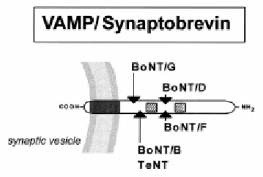 Fig. 8: Struttura schematica di VAMP. VAMP ha una piccola coda C-terminale all’interno del lume 