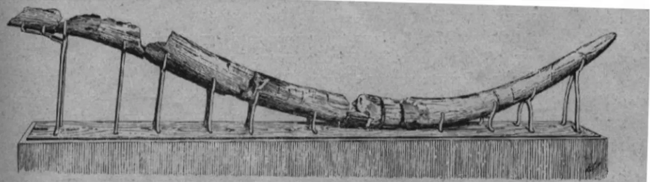 Figura 19:  Difesa destra dell'Elephas (P.) antiquus del Cantiere Orlando di Livorno.                  Immagine tratta da Caterini 1924.