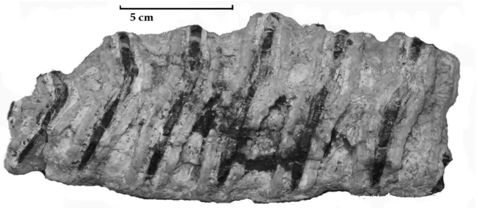 Figura 20:  Terzo molare destro di Elephas (P.) antiquus  (MSNT I 14386) della Grotta                    di Cucigliana (Pisa)