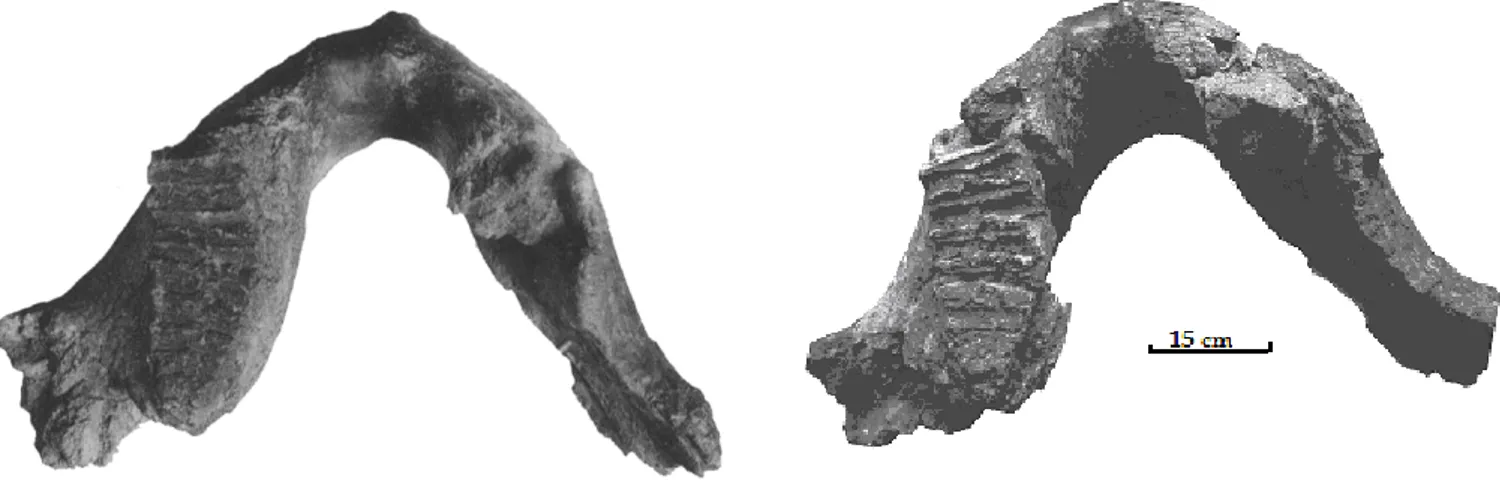Figura 22:  Mandibola di Mammuthus cf. rumanus/meridionalis (MSNT I 14661), a                   sinistra figurata da Ramaccioni nel 1936, a destra fotografata nello                   stato attuale