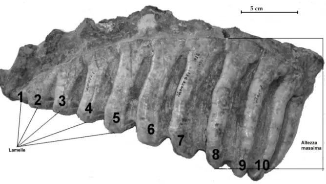 Figura 16:  Misure prese sui molari. Terzo molare inferiore sinistro di Elephas (P.)                  antiquus (MSNT I 12639) di Monte delle Gioie (Roma), vista linguale