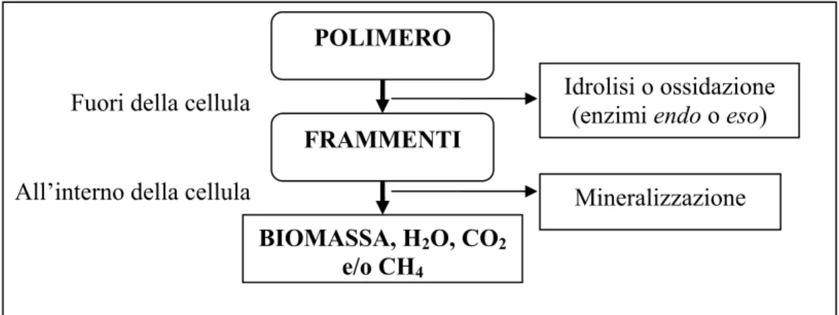 Figura 1-1. Schema del processo di biodegradazione 