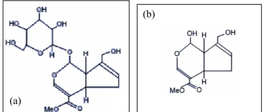 Figura 3-1. Formule chimiche del geniposite (a) e della genipina da esso estratta (b)